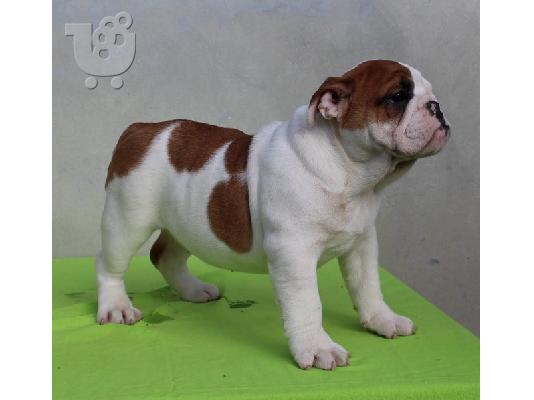 ENGLISH BULLDOG Κουτάβια